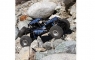 Радиоуправляемый краулер Axial 1/10 RR10 Bomber 4WD RTR (синий)
