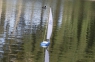 Радиоуправляемая яхта ProBoat Westward 18-inch Sailboat V2