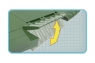 PZL  P11C